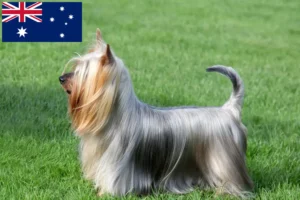 Read more about the article Australian Silky Terrier crescători și căței în Australia