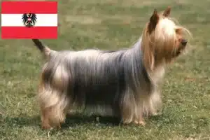 Read more about the article Australian Silky Terrier crescători și căței în Austria