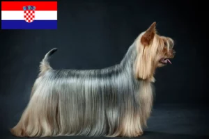 Read more about the article Australian Silky Terrier crescători și căței în Croația