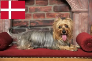 Read more about the article Australian Silky Terrier crescători și căței în Danemarca