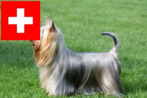 Read more about the article Australian Silky Terrier crescători și căței în Elveția
