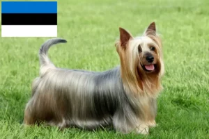 Read more about the article Australian Silky Terrier crescători și căței în Estonia