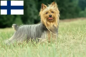 Read more about the article Australian Silky Terrier crescători și căței în Finlanda