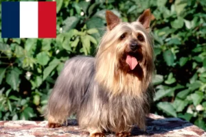 Read more about the article Australian Silky Terrier crescători și căței în Franța