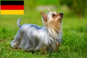 Read more about the article Australian Silky Terrier crescători și căței în Germania