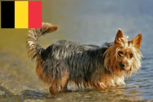 Read more about the article Australian Terrier crescători și căței în Belgia