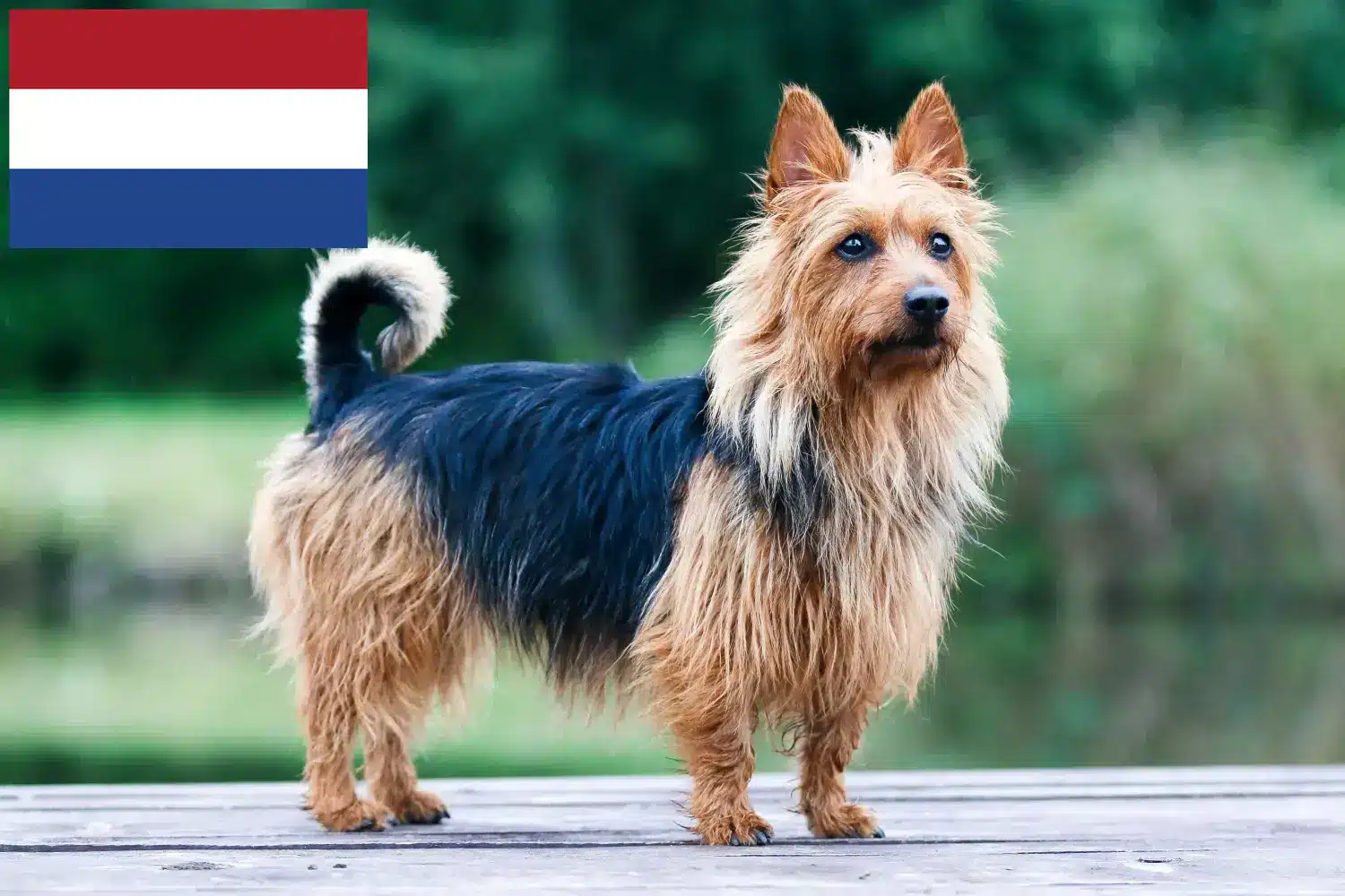 Australian Terrier cățeluși și crescători Olanda Găsiți aici crescătorii de Terrier australian în Olanda.