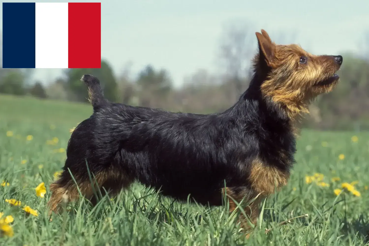 Read more about the article Australian Terrier crescători și căței în Franța