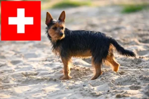 Read more about the article Australian Terrier crescători și căței în Elveția