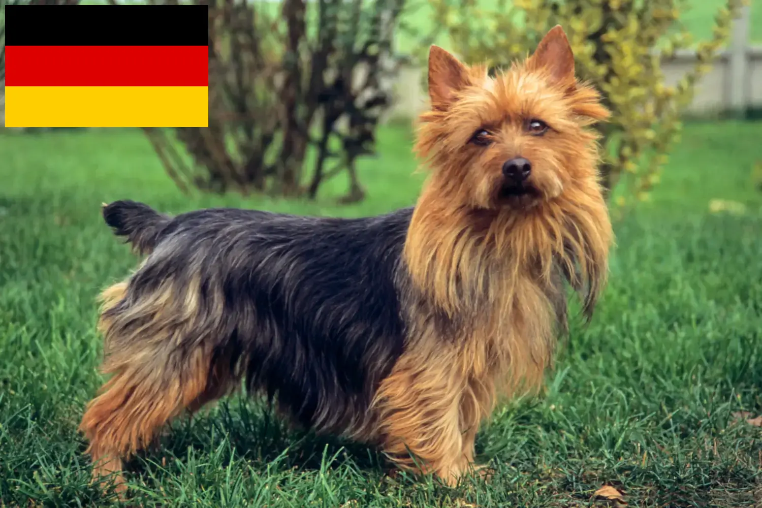 Australian Terrier cățeluși și crescători Germania Aici puteți găsi crescători de Terrier australian în Germania.