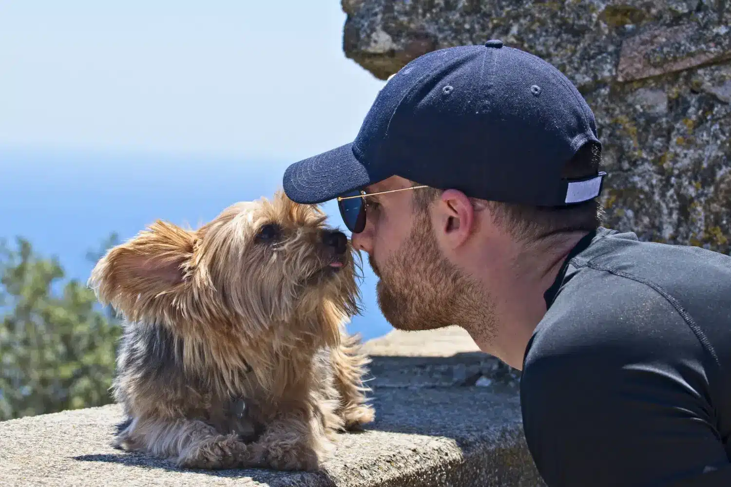 De ce iubesc Terrierii australieni