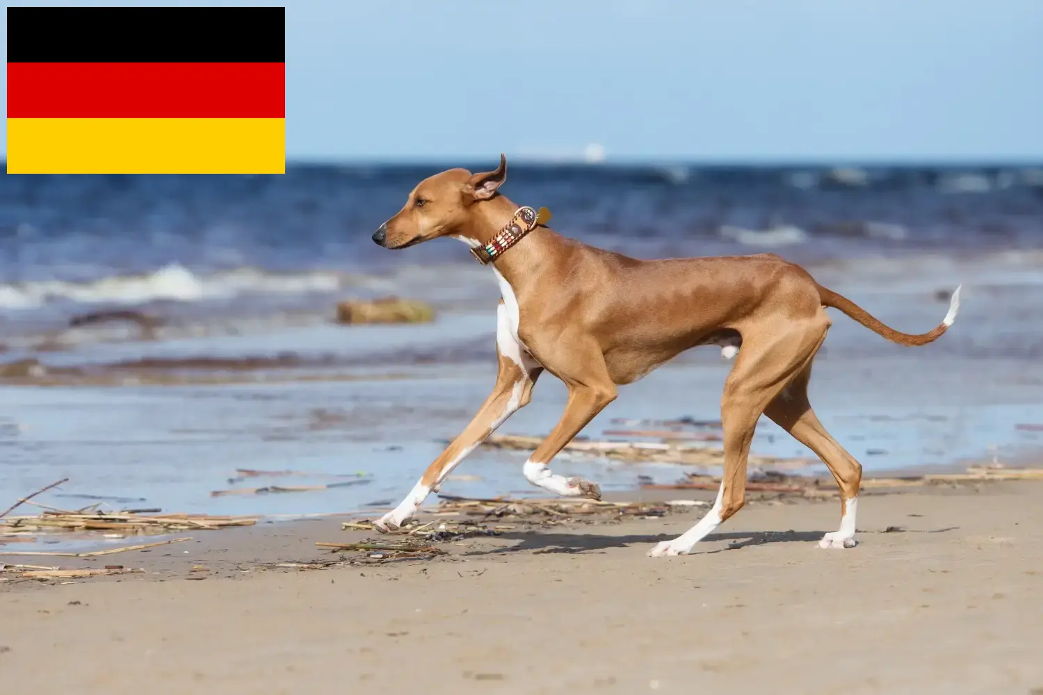 Read more about the article Azawakh crescători și căței în Germania