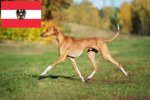 Read more about the article Azawakh crescători și căței în Austria