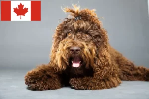 Read more about the article Barbet crescători și căței în Canada