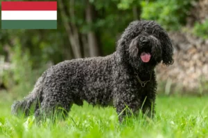 Read more about the article Barbet crescători și căței în Ungaria