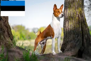 Read more about the article Basenji crescători și căței în Estonia