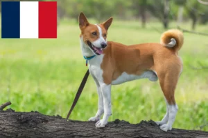 Read more about the article Basenji crescători și căței în Franța