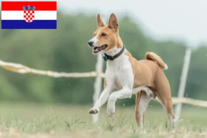 Read more about the article Basenji crescători și căței în Croația