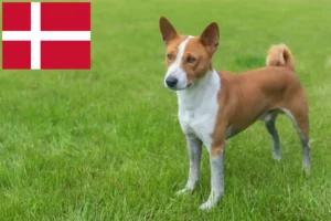 Read more about the article Basenji crescători și căței în Danemarca
