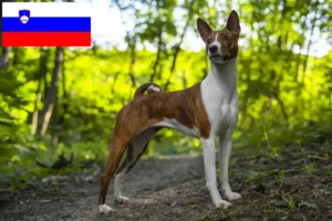 Read more about the article Basenji crescători și căței în Slovenia