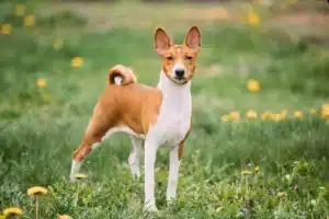 Read more about the article Basenji crescător