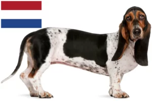 Read more about the article Basset Artésien Normand crescători și căței în Olanda