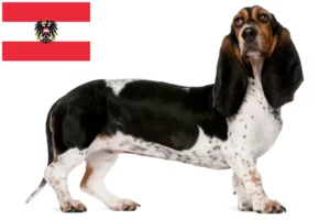 Read more about the article Basset Artésien Normand crescători și căței în Austria