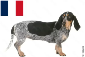 Read more about the article Basset bleu de Gascogne crescători și căței în Franța