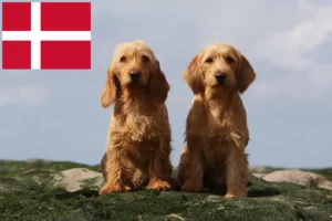 Read more about the article Basset fauve de Bretagne crescători și căței în Danemarca