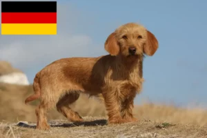 Read more about the article Basset fauve de Bretagne crescători și căței în Germania