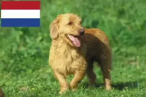 Read more about the article Basset fauve de Bretagne crescători și căței în Olanda