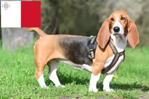 Read more about the article Basset Hound crescători și căței în Malta