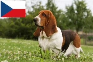 Read more about the article Basset Hound crescători și căței în Republica Cehă