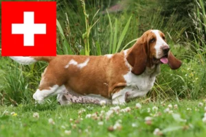 Read more about the article Basset Hound crescători și căței în Elveția