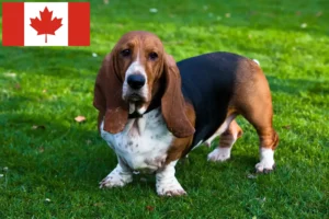 Read more about the article Basset Hound crescători și căței în Canada