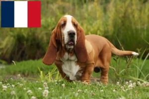 Read more about the article Basset Hound crescători și căței în Franța