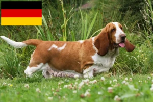 Read more about the article Basset Hound crescători și căței în Germania
