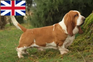 Read more about the article Basset Hound crescători și căței în Marea Britanie