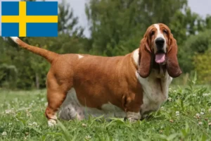 Read more about the article Basset Hound crescători și căței în Suedia