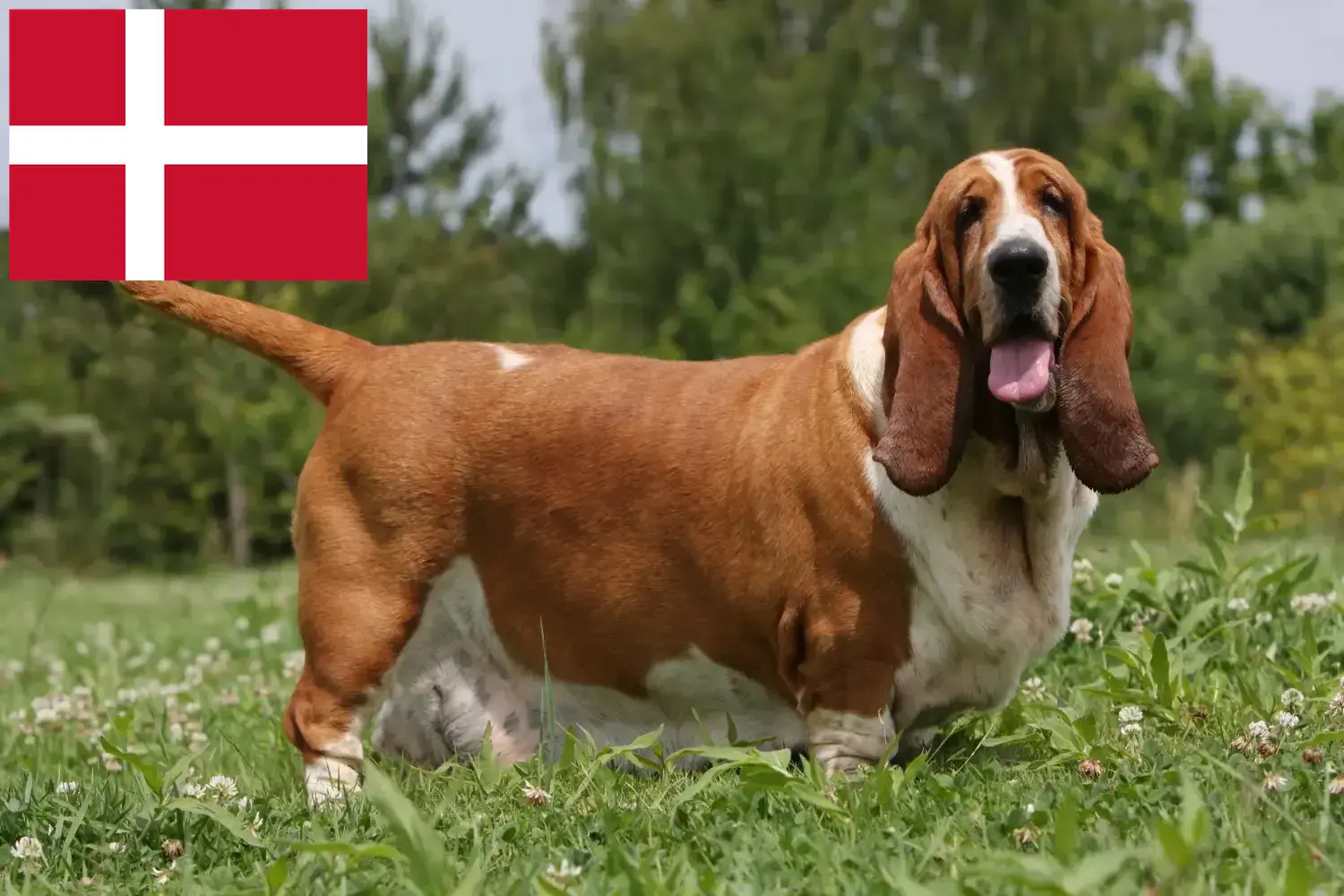 Basset Hound căței și crescători Danemarca Aici puteți găsi crescători de Basset Hounds în Danemarca.