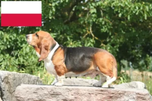 Read more about the article Basset Hound crescători și căței în Polonia