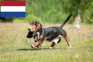 Read more about the article Basset Hound crescători și căței în Olanda