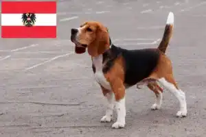 Read more about the article Crescători de Beagle și căței în Austria