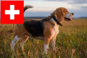 Read more about the article Beagle crescători și căței în Elveția