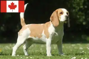 Read more about the article Beagle crescători și căței în Canada