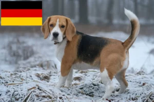 Read more about the article Beagle crescători și căței în Germania
