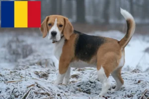 Read more about the article Crescători și căței Beagle în România