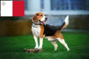 Read more about the article Beagle crescători și căței în Malta