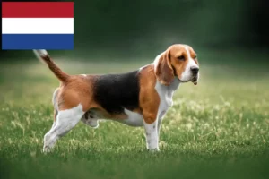 Read more about the article Crescători de Beagle și căței în Olanda