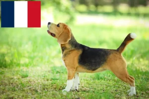 Read more about the article Beagle crescători și căței în Franța